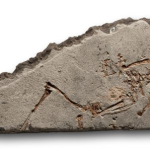 Ejemplar de Rana pueyoi 1