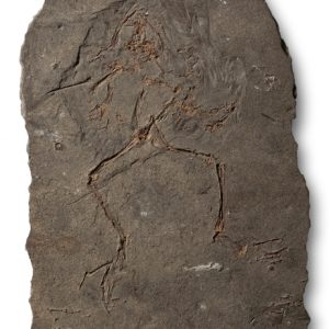 Ejemplar de Rana pueyoi 3