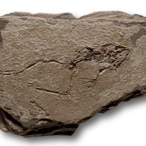 Ejemplar de Rana pueyoi 2