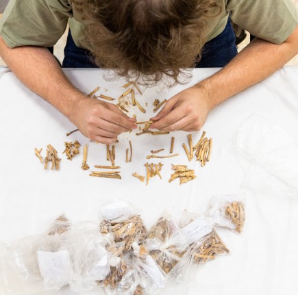 Alejandro Sierra investigando restos óseos de la Cueva del Gato 2. Foto: José Garrido. Museo de Zaragoza.